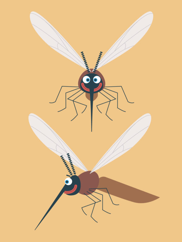 illustration d'un moustique