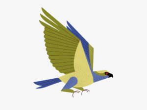 illustration aigle franck teillard